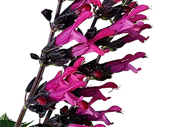 Salvia Amante TN.png